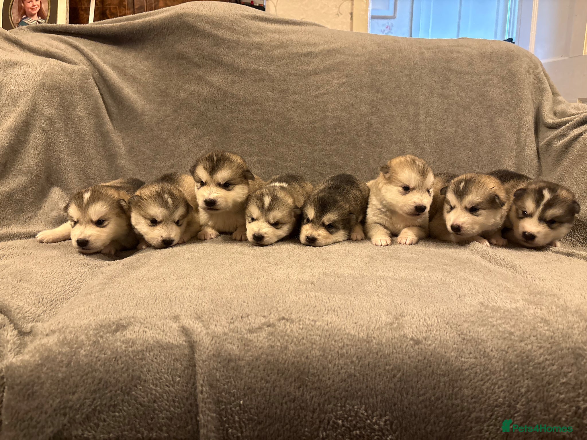 Alaskan Malamute dogs for sale: K.C Registered Quality Alaskan Malamute Puppies - Advert 1