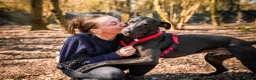 Mixed Breed dogs for adoption: Captain - Advert 8