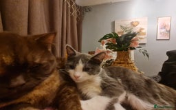 Mixed Breed cats for sale: Stunning  kittens looking  4 new home - Advert 8