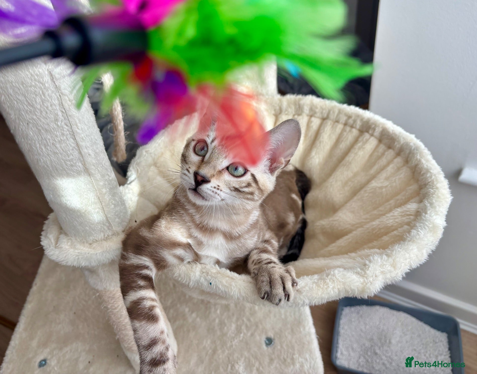 Bengal cats for sale: 🐅Gorgeous 😍One of a Kind Dream Bengal Boy!🐅 - Advert 1