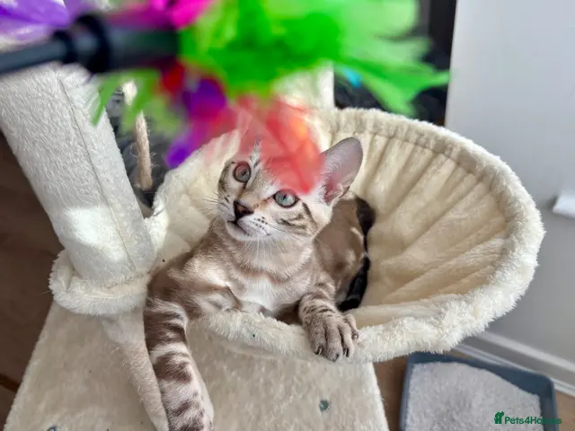 Bengal cats for sale: 🐅Gorgeous 😍One of a Kind Dream Bengal Boy!🐅 - Advert 1
