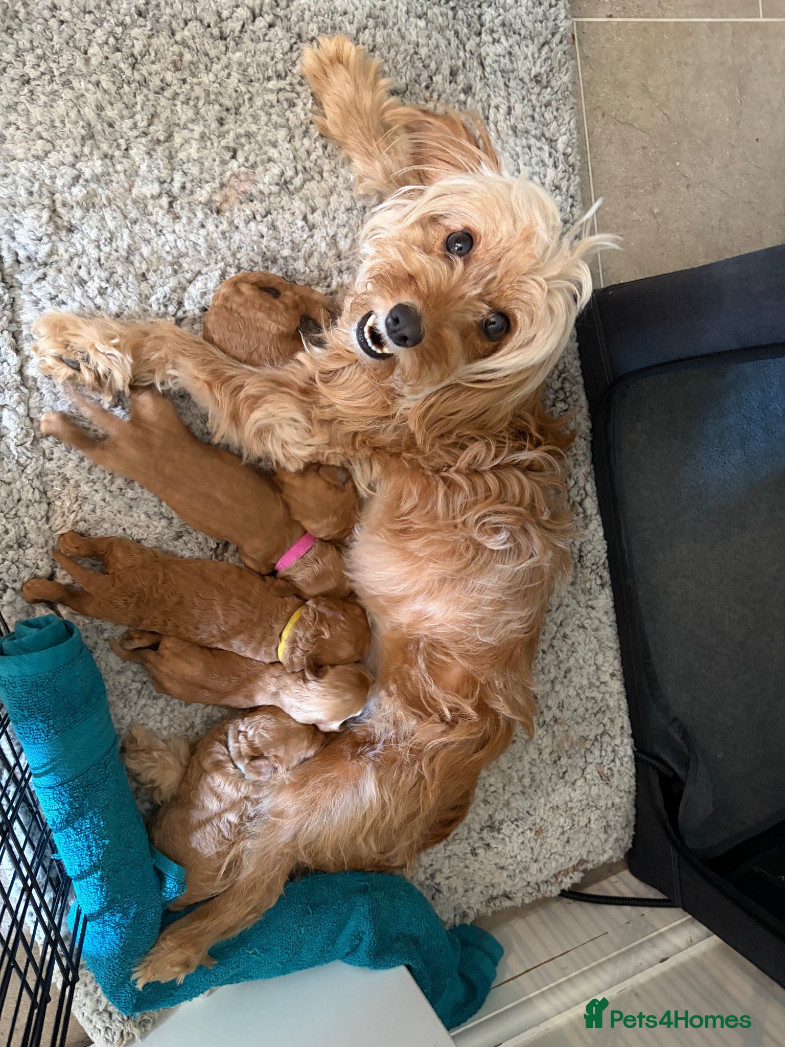 Cavapoo dogs Beautiful F1B mini Cavapoo puppies  - Advert 3