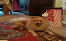 German Spitz dogs for stud: German Spitz for stud - Image 1