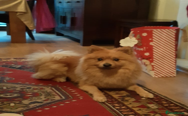 German Spitz dogs - Advert 1