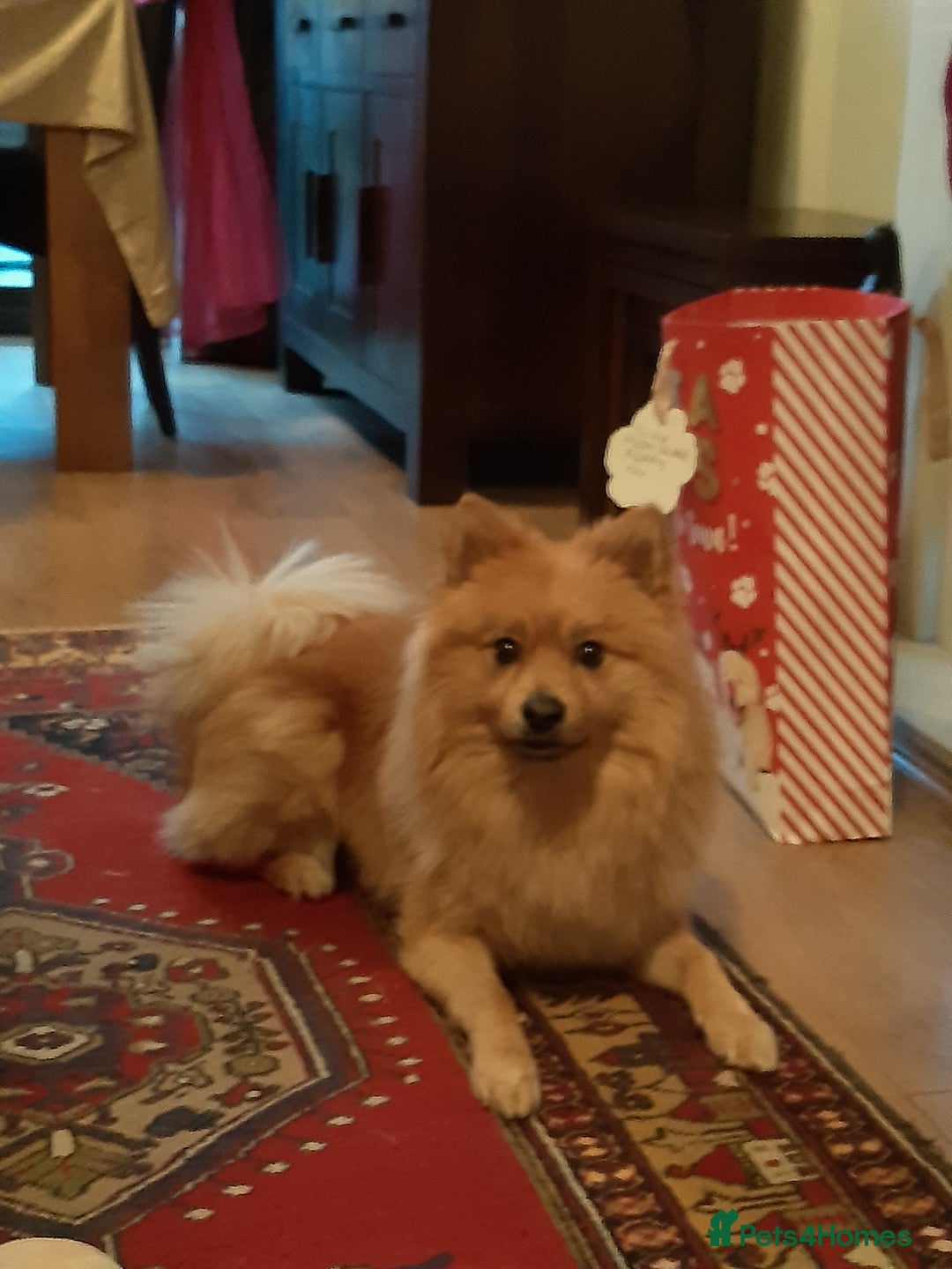 German Spitz dogs for stud: German Spitz for stud - Image 1