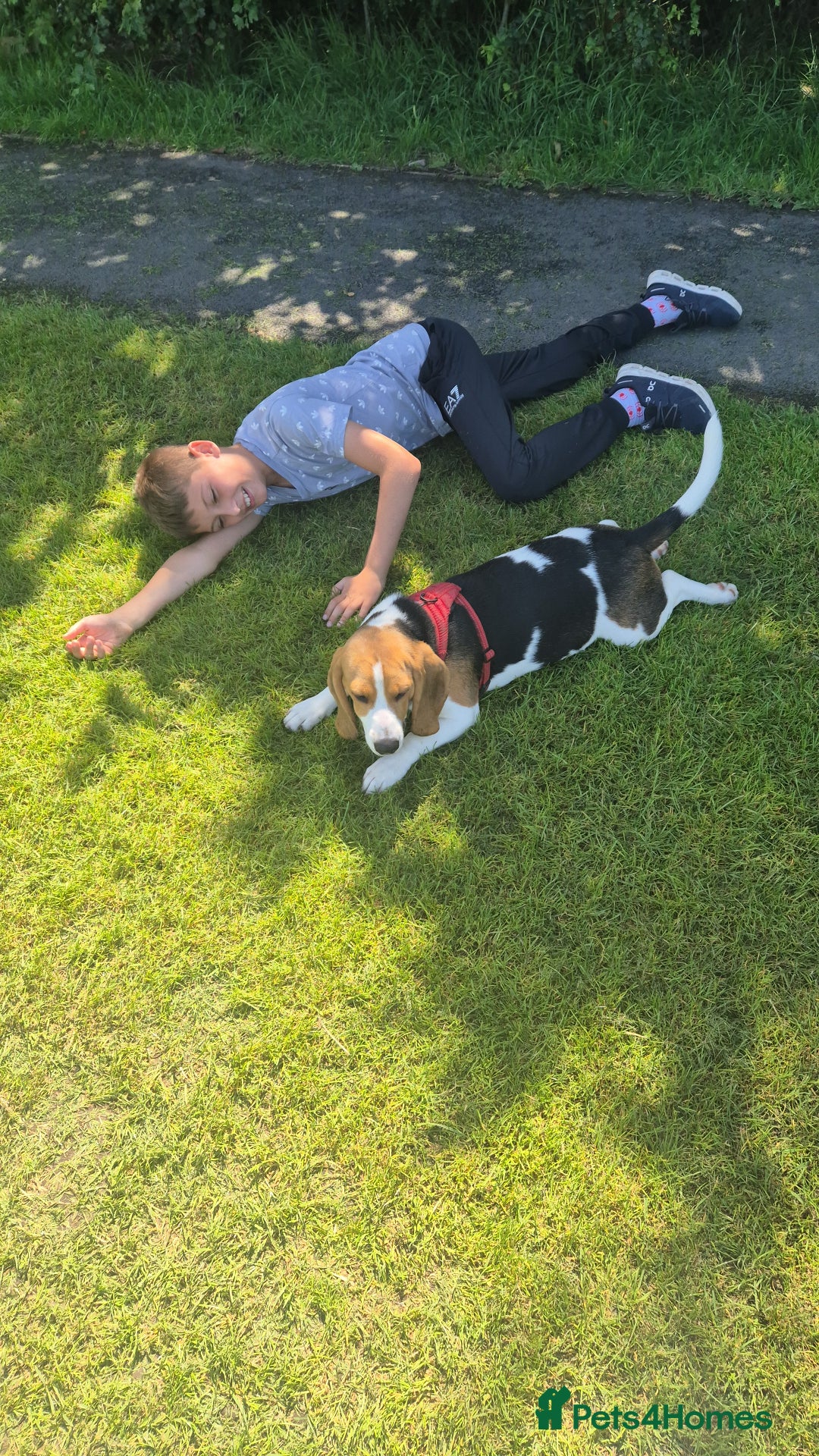 Beagle dogs for sale: Beagle boy for rehoming - Image 2