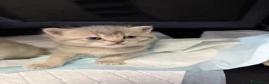 British Shorthair 4