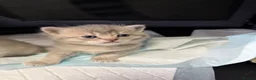 British Shorthair cats for sale: Amazing British Shorthair kitten - Advert 10