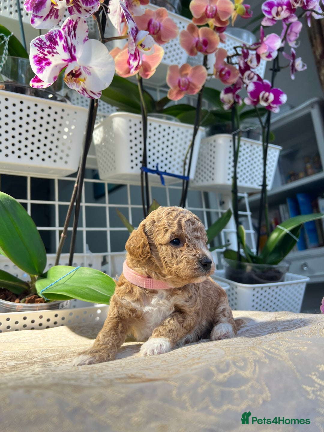 Maltipoo dogs for sale: Beautiful F1B Toy Size Maltipoo Puppies - Image 4