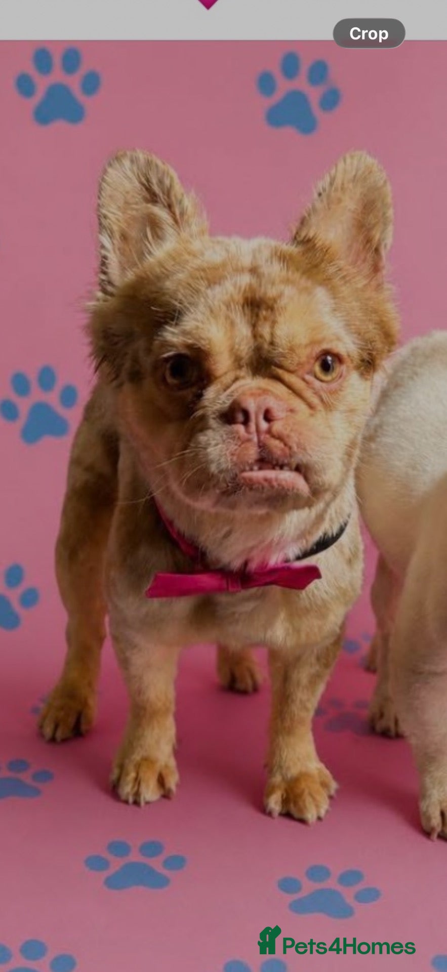 French Bulldog dogs Delilah, lovely family dog  - Advert 1