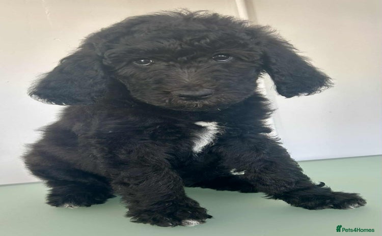 Sheepadoodle dogs - Advert 1