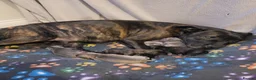 Mixed Breed dogs for sale: Staffie cross mastiff - Advert 6