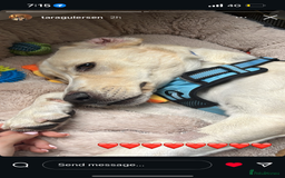 Labrador Retriever dogs for sale: Labrador Looking for His Forever Home - Image 10