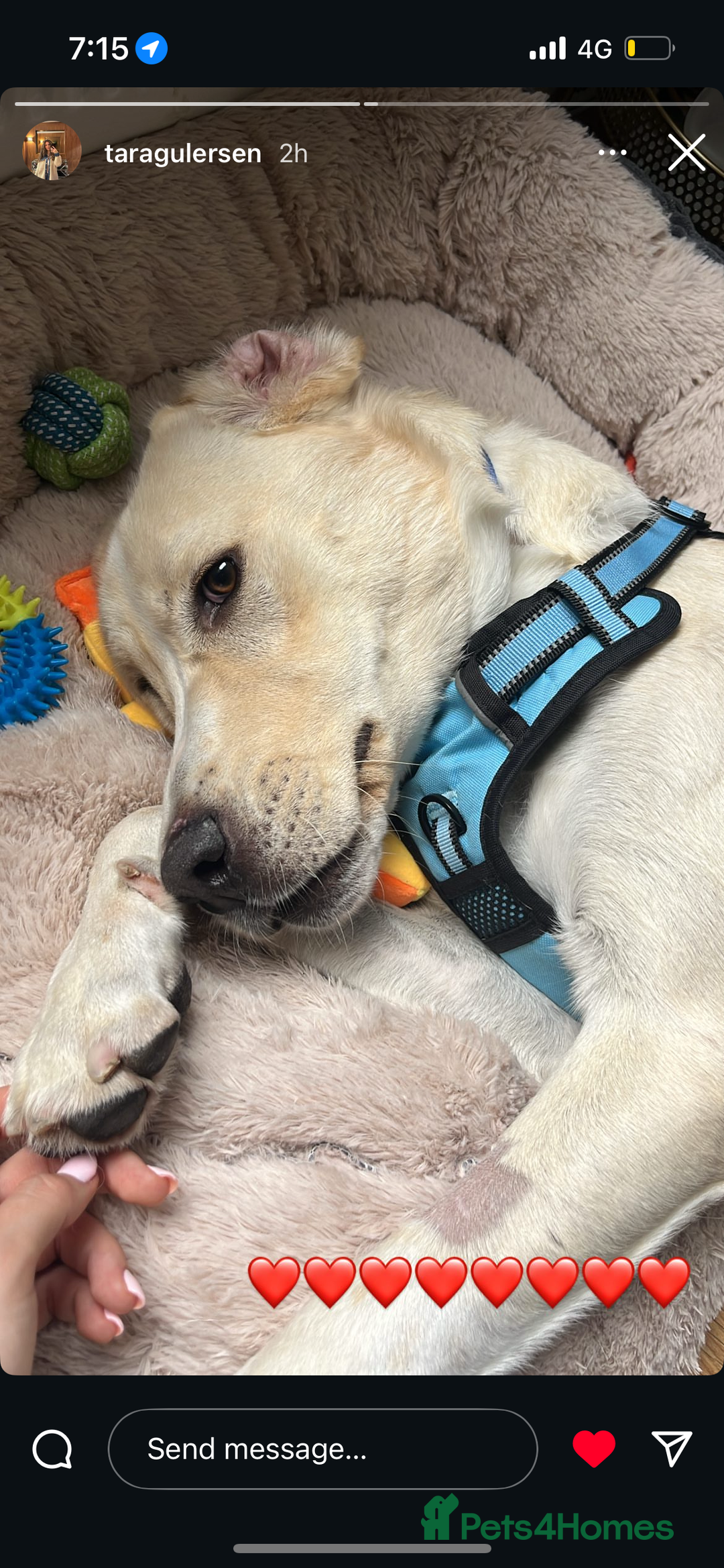 Labrador Retriever dogs for sale: Labrador Looking for His Forever Home - Image 10