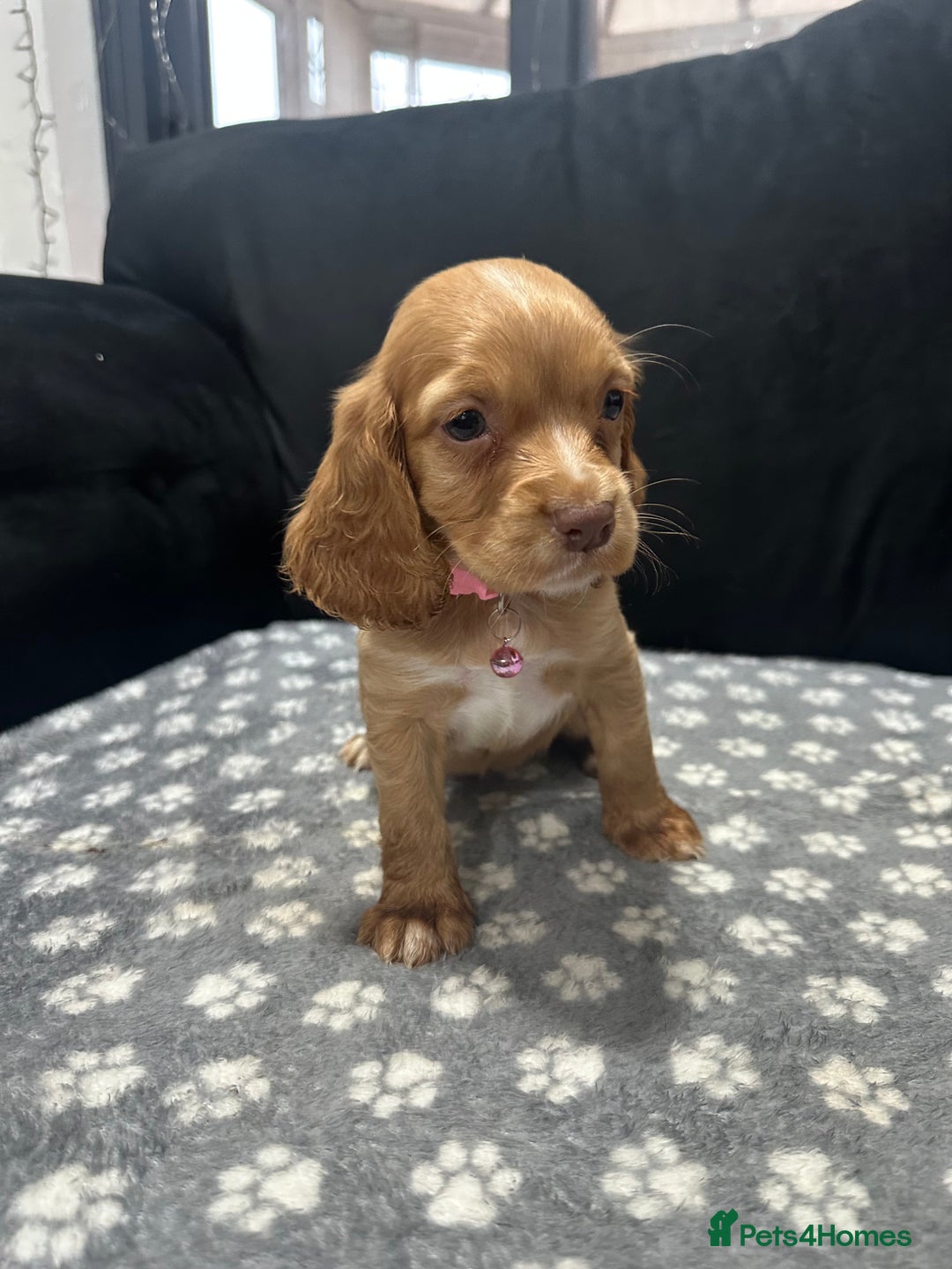 Cocker Spaniel dogs for sale: 3 beautiful cocker spaniel puppies left  - Advert 22