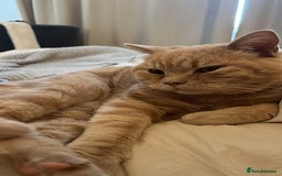 British Shorthair cats for sale: Our wonderful boy, Ferguson for sale  - Advert 17