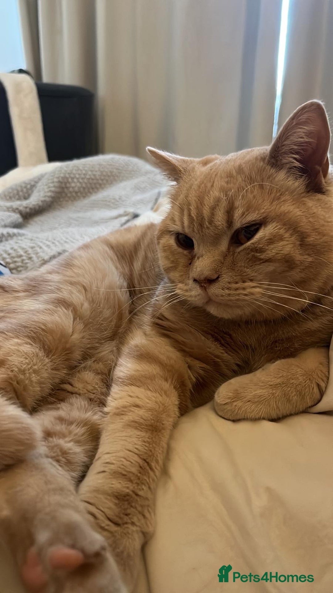 British Shorthair cats for sale: Our wonderful boy, Ferguson for sale  - Advert 17