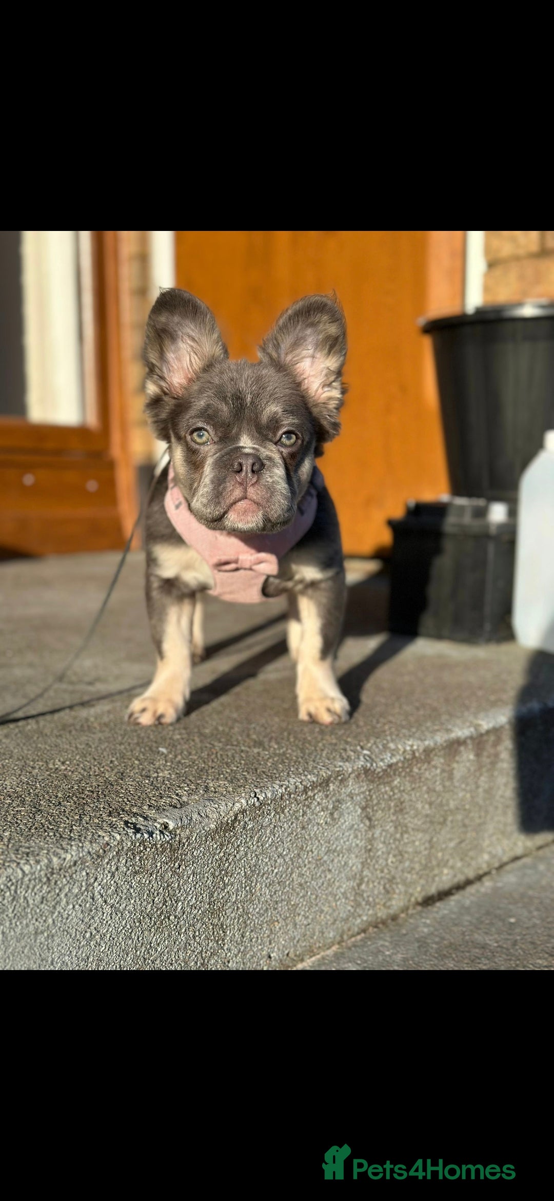 French Bulldog dogs for sale: 1 Year old Fluffy Frenchie - Image 3