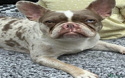 Mixed Breed dogs for sale: Stunning Frenchton Pups Boys & Girls - Image 5
