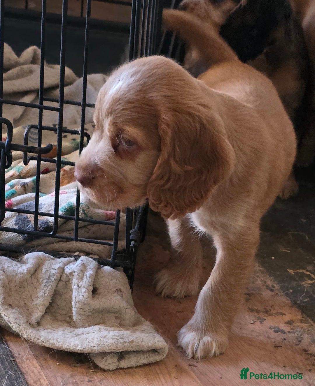 Cocker Spaniel dogs for sale: Stunning cocker spaniel puppies 2 boys left  - Advert 21