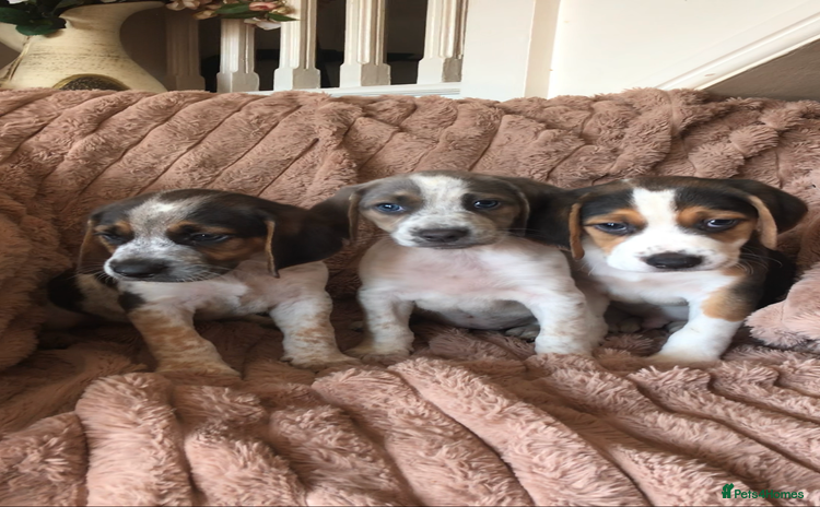 Beagle dogs - Advert 1