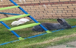 Continental Giant rabbits for sale: Continental Giant Rabbits  - Image 2
