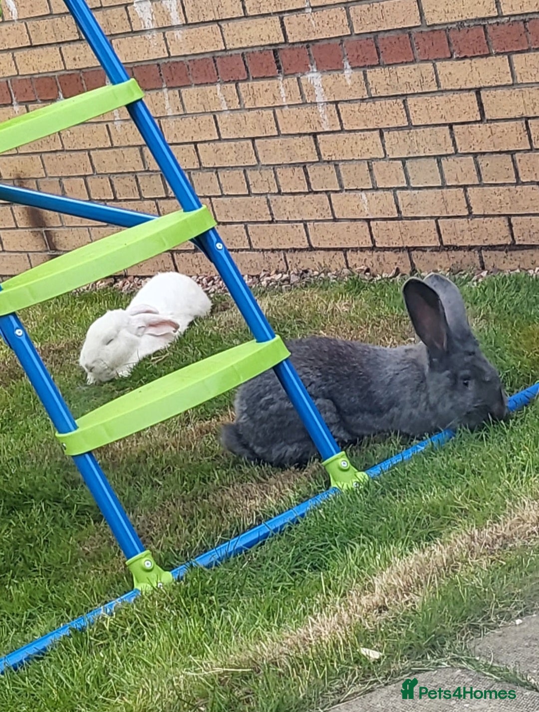Continental Giant rabbits for sale: Continental Giant Rabbits  - Image 2