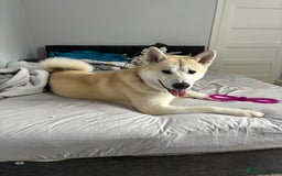 Mixed Breed dogs for sale: Rocket - Image 5