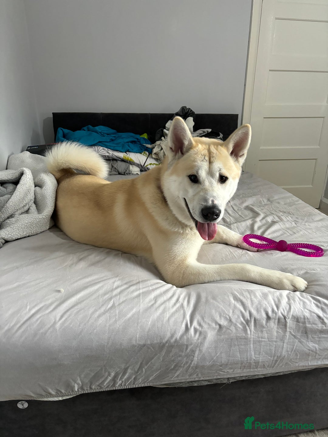 Mixed Breed dogs for sale: Rocket - Image 5