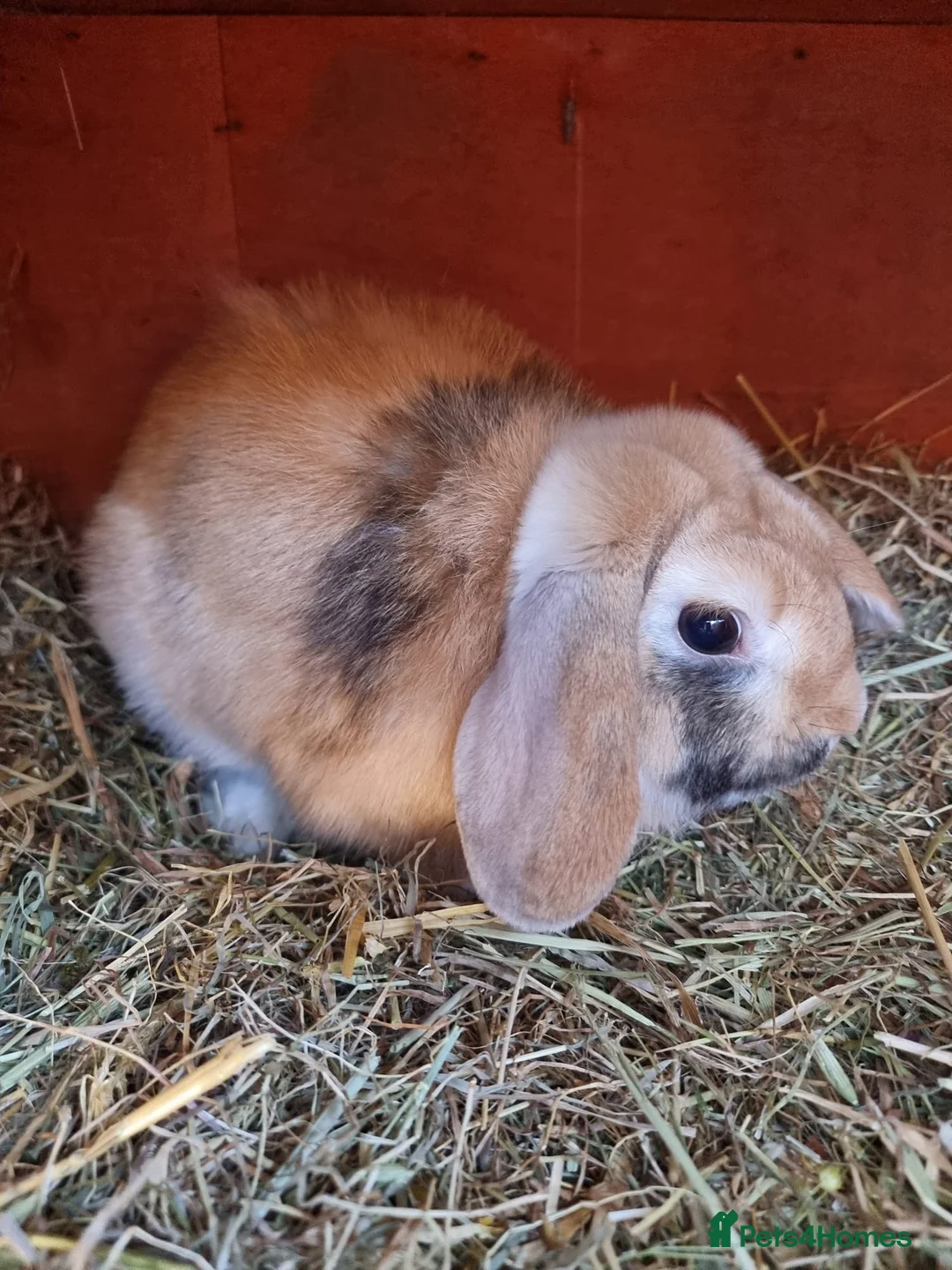 French Lop rabbits for sale: Adult rabbits to rehome in Crawley - Advert 13