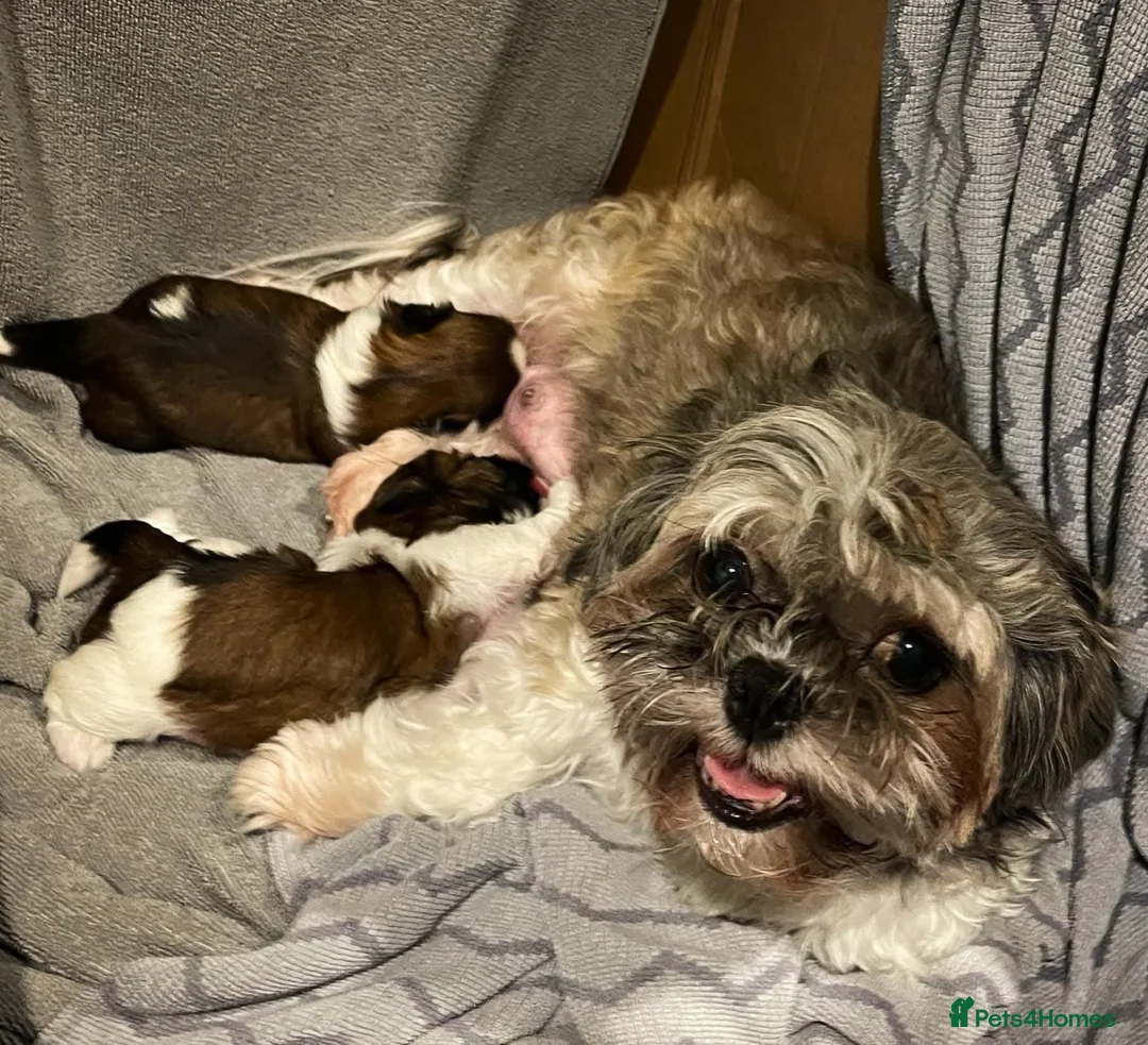 Shih Tzu dogs for sale: Stunning Shih tzu puppies - Advert 5
