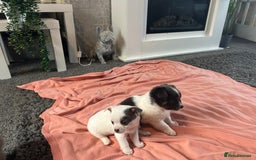 Chihuahua dogs for sale: Full pedigree Chihuahua puppies  - Image 3
