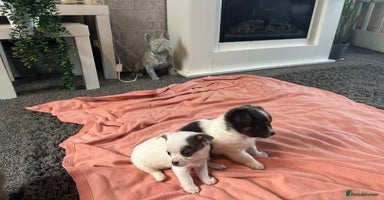Chihuahua dogs - Advert 1