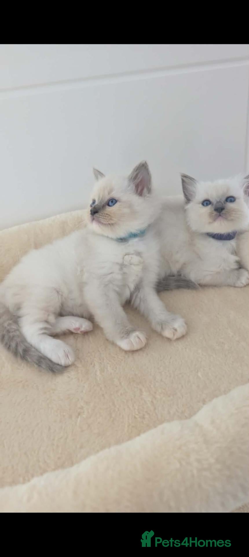 Ragdoll cats Ragdoll Kittens - Advert 8