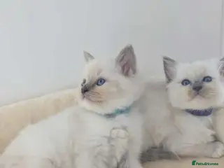 Ragdoll cats Ragdoll Kittens - Advert 8
