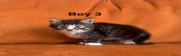 Siamese cats for sale: Mixed Siamese kittens for sale  in Colchester - Advert 3