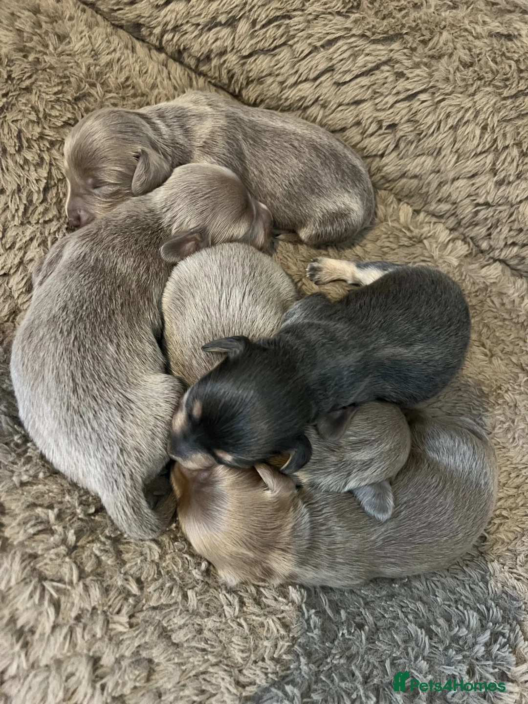 Miniature Dachshund dogs for sale: Stunning kc registered long hair Isabella's & blue in Portsmouth - Advert 1