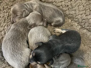 Miniature Dachshund dogs Stunning kc registered long hair Isabella's & blue - Advert 13