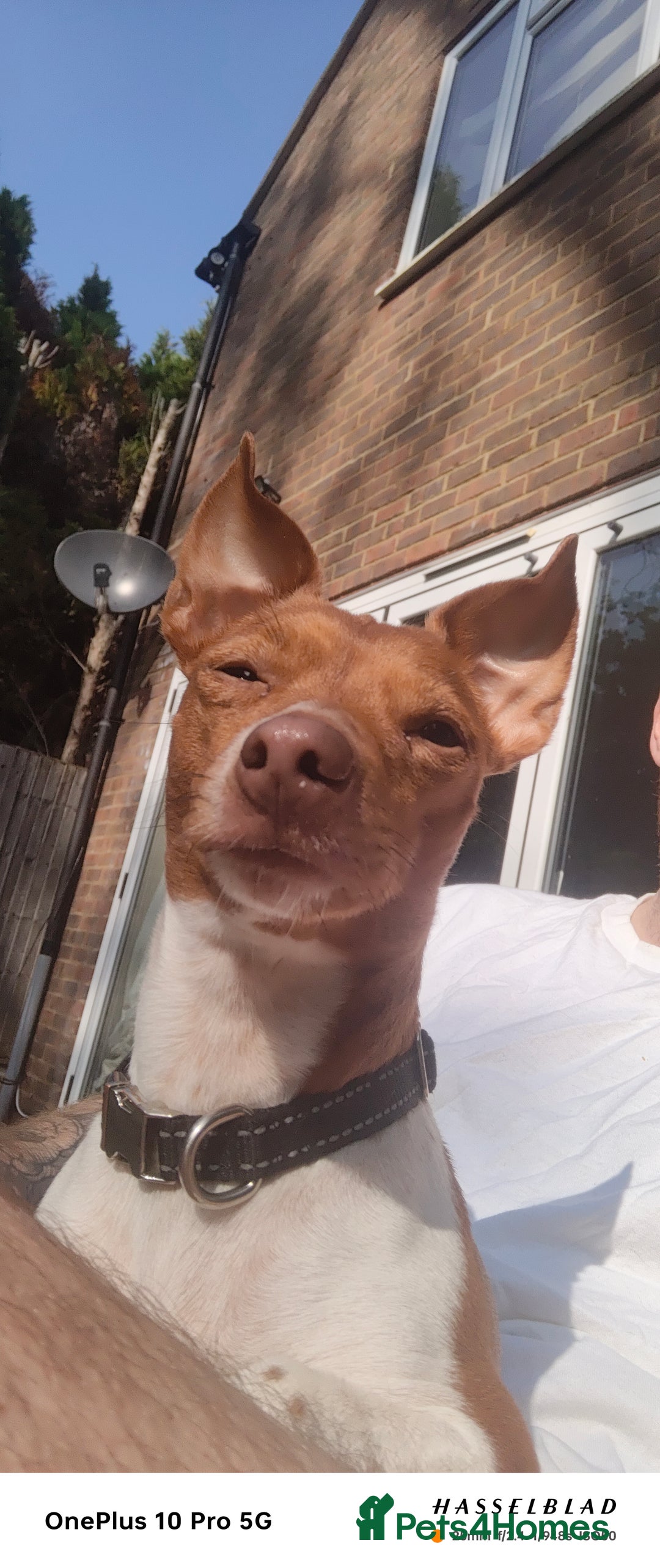 Jack Russell dogs for sale: 2 x Beautiful Jack Russells  - Image 8