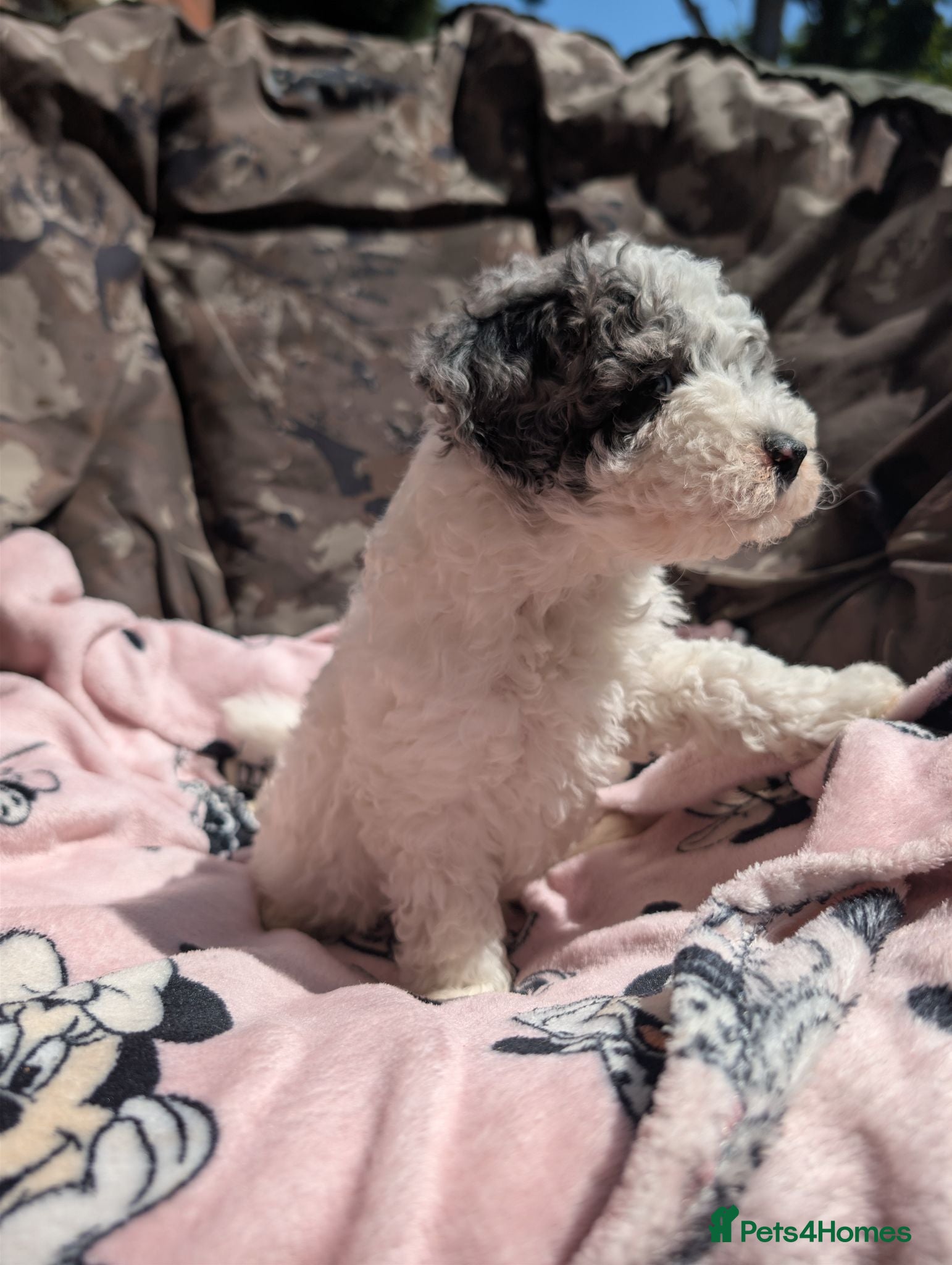Miniature Poodle dogs Ready now! Last boy available  - Advert 2