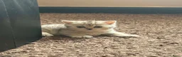 British Shorthair cats for sale: British Shorthair Tabby Female-Champion Heritage🐾 - Advert 25