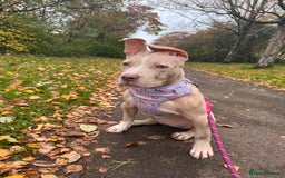 American Bully dogs for sale: 5 month old American bully x pocket bully - Advert 6