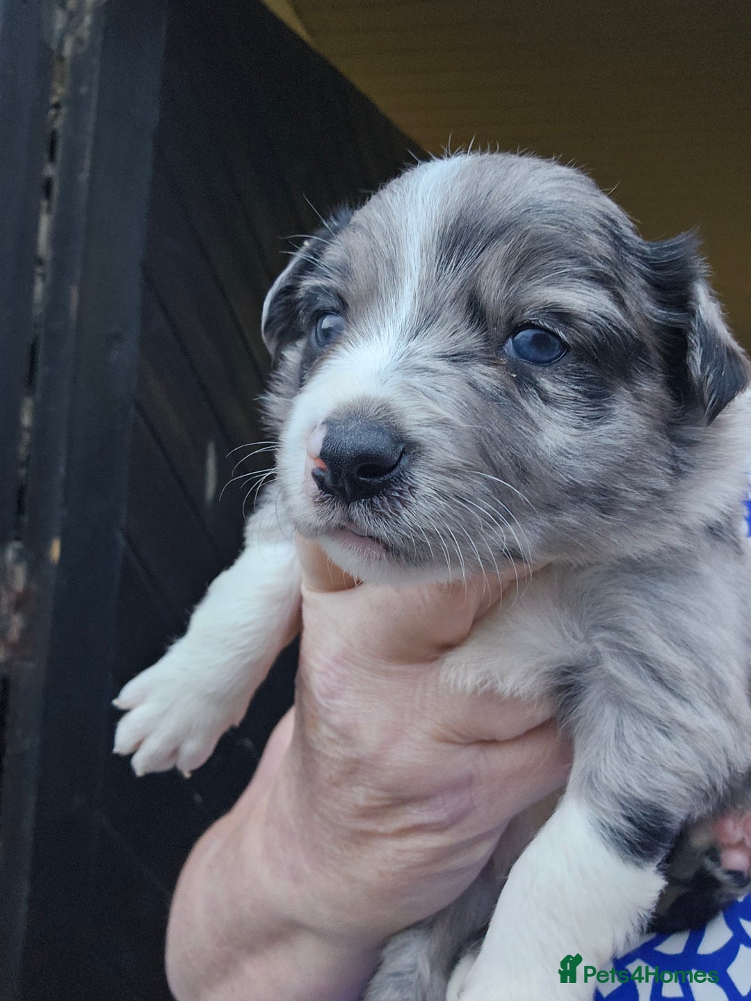 Border Collie dogs for sale: Red white border collie puppies - Advert 8