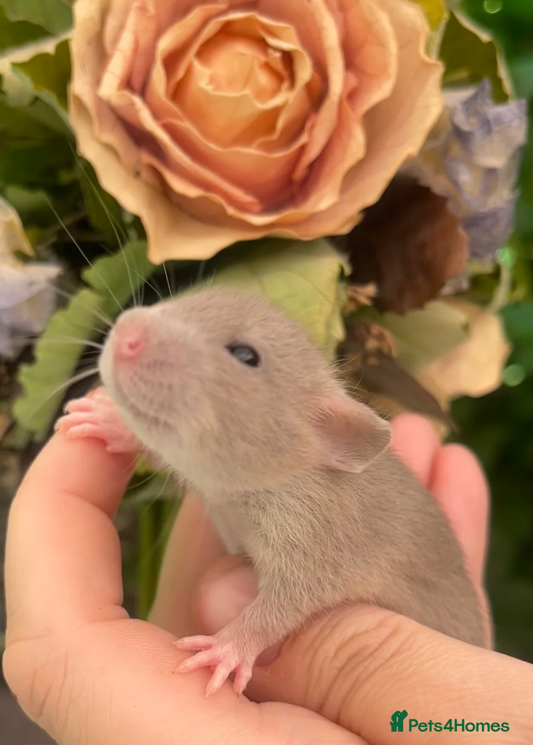 Rat rodents for sale: Absolutely gorgeous & friendly baby rats! - Advert 1