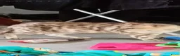 Bengal cats for sale: READY NOW Female Bengal kittens - Advert 7