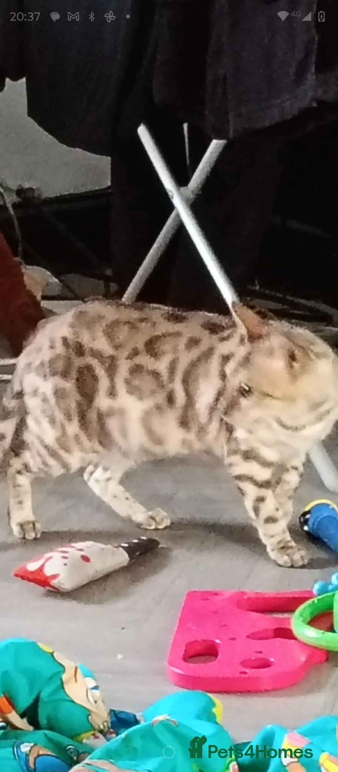 Bengal cats for sale: READY NOW Female Bengal kittens - Advert 7