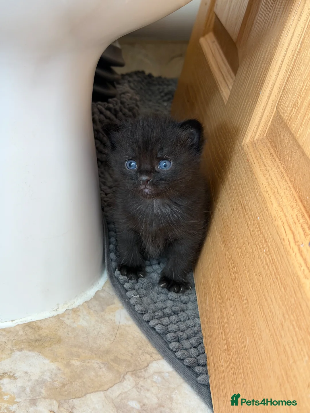 Mixed Breed cats for sale: Kittens for sale  in Oakham - Advert 1