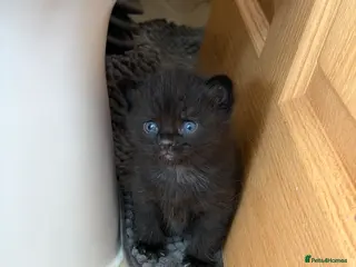 Mixed Breed cats Kittens for sale - Advert 2