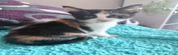 Mixed Breed cats for sale: Female calico kitten - Advert 3