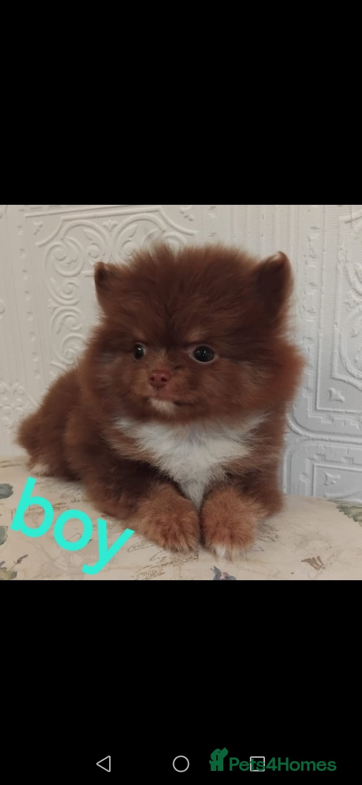 Pomeranian dogs Stunning pomeranian pups - Advert 7